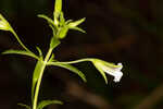 Florida hedgehyssop